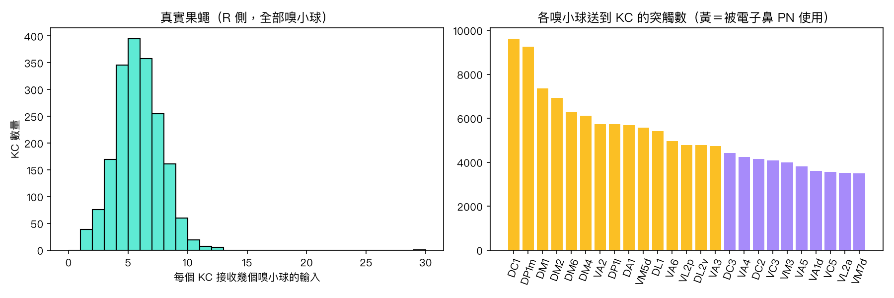 左：每個 Kenyon 細胞接收幾個嗅小球的輸入；右：各嗅小球送到 KC 的突觸數